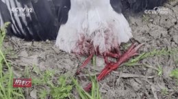 无人机拍摄鸟类引争议 国家一级保护动物东方白鹳因此丧生