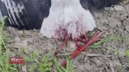 无人机滥用致东方白鹳死亡 保护野生动物摄影需有底线！