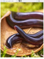 揭秘钩盲蛇：雌性独行繁衍 科学家破译其基因组改写孤雌生殖认知