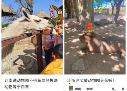 哈尔滨东北虎林园“轻断食”：假期被投喂成“工伤” 动物健康引关注