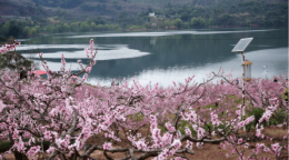 春日限定浪漫！龙泉驿第40届桃花荟启幕 日赏桃花夜观灯会正当时